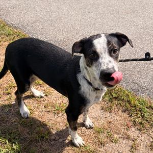 Timon, Cattle Dog, Australian (Blue Heeler), adult, available for adoption