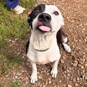 Serenity, Terrier, American Staffordshire, adult, available for adoption