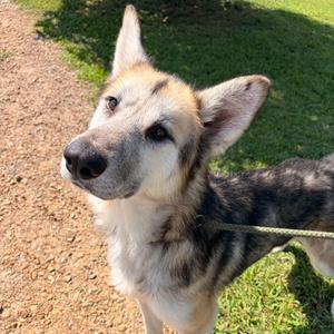 Walter, Shepherd, German, senior, available for adoption