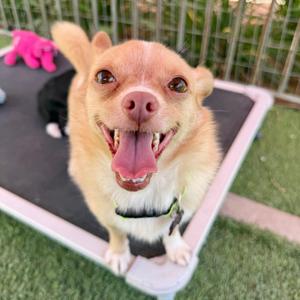 Theodore, Chihuahua, adult, available for adoption