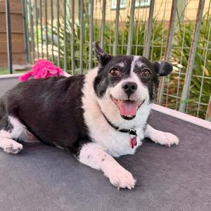 KC, Chihuahua, adult, available for adoption