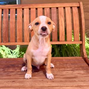 Barry, Chihuahua, puppy, available for adoption