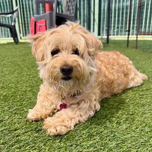Piper, Terrier, Yorkshire, Yorkie, senior, available for adoption