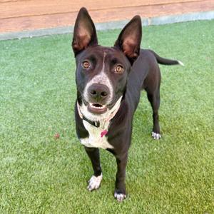 A black and white dog standing on green grass, looking up at the camera with its ears perked up.