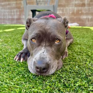 Betsy, Terrier, American Pit Bull, adult, available for adoption
