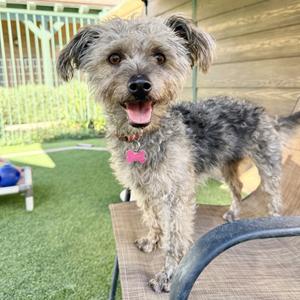 A small, shaggy dog with a pink collar standing on a patio table in a backyard.