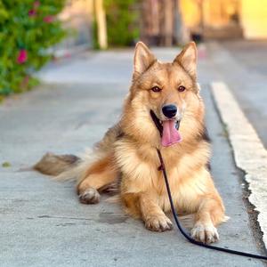 Mariah, Shepherd, adult, available for adoption
