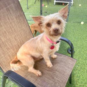 A small dog with light brown fur sitting on a patio chair. The dog is wearing a pink collar with a red tag. The background shows a grassy area with some toys.