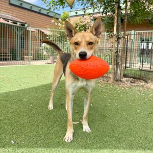 Dimitri, Shepherd, German, adult, available for adoption