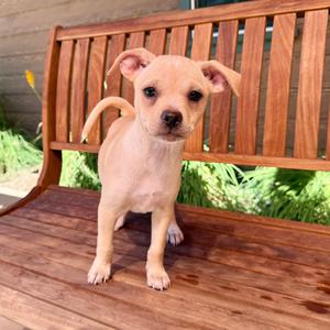 Whitney, Chihuahua, puppy, available for adoption
