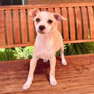 Marvin, Chihuahua, puppy, available for adoption