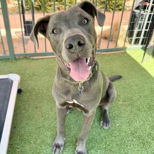 A happy dog with a gray coat and floppy ears, sitting on green artificial grass, looking up with its tongue out.