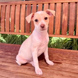 Luther, Chihuahua, puppy, available for adoption