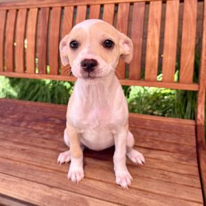 Aretha, Chihuahua, puppy, available for adoption