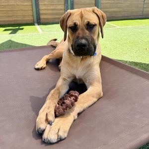A brown dog lying on a mat, holding a piece of food in its paws.