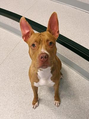 AVERY, American Bulldog, adult, available for adoption