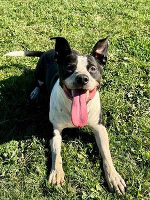 BLANCO, American Bulldog, adult, available for adoption