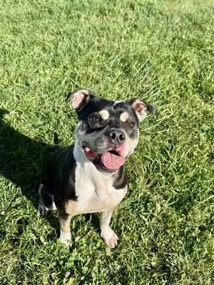 DEJA, American Bulldog, adult, available for adoption