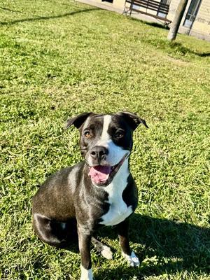 TONI, American Bulldog, adult, available for adoption