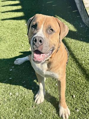 DALE, Mastiff, adult, available for adoption