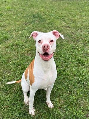 DOLLY, American Bulldog, adult, available for adoption