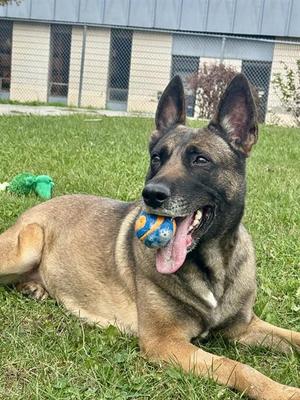 LYLA, Belgian Shepherd Malinois, adult, available for adoption