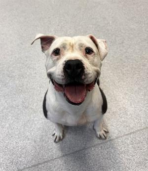 MS.PIGGY, American Bulldog, adult, available for adoption
