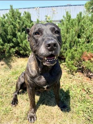 SAVANNAH, Presa Canario, senior, available for adoption