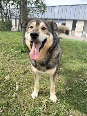 A happy dog with a black and tan coat stands on a grassy field, its tongue out and tail wagging.