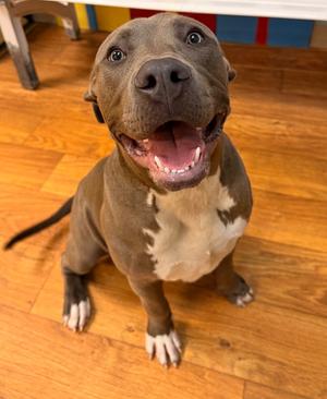 Blooper (Diesel), Mixed, available for adoption