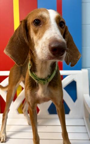 Bingo, Hound, senior, available for adoption
