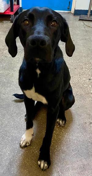 black dog with white chest and paws