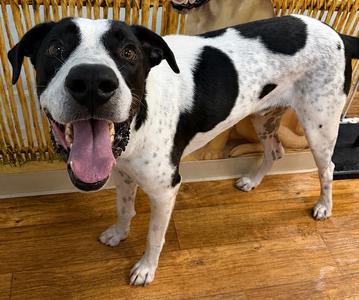 Joseph, Mixed, adult, available for adoption