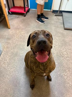 Daisy Girl, Mixed, senior, available for adoption