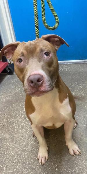 Bounce House, Mixed, available for adoption