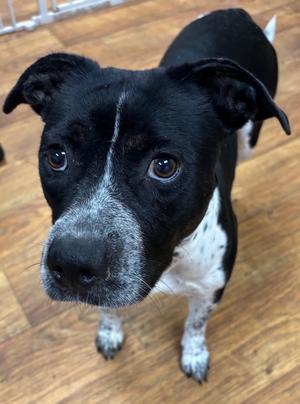 Catalina, Mixed, available for adoption