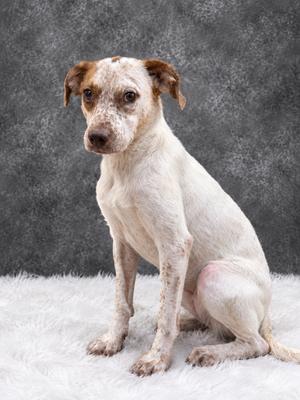 London, Mixed, adult, available for adoption