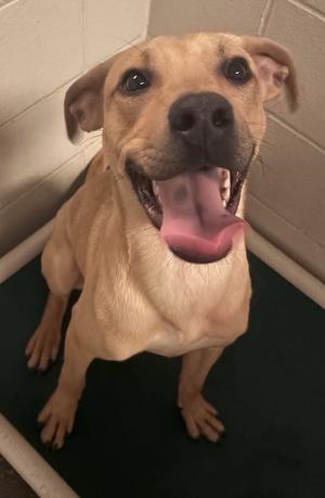 Haze, Mixed, available for adoption
