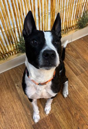 Diesel, Mixed, adult, available for adoption