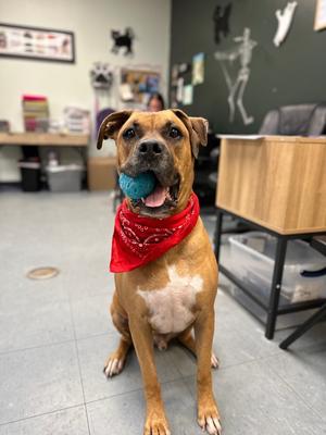 Dante, Mixed, senior, available for adoption