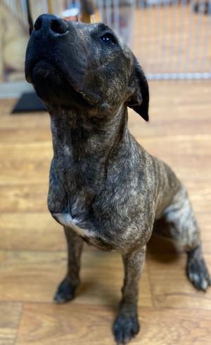 Hunny (Kasatka), Mixed, adult, available for adoption
