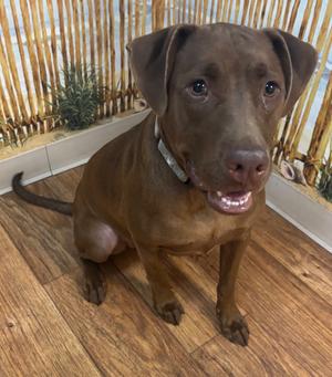 JJ, Mixed, available for adoption
