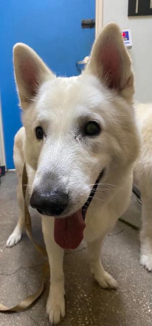 Ian (Aeon), Shepherd, senior, available for adoption