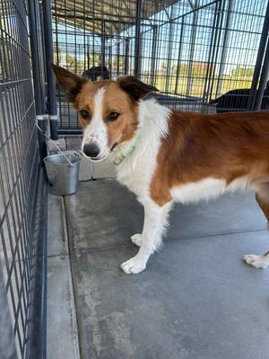 Lasso, Mixed, adult, available for adoption