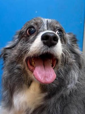 Lennon, Australian Shepherd, senior, available for adoption