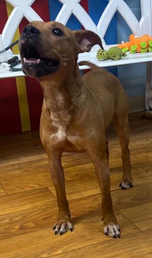Keebler, Mixed, adult, available for adoption