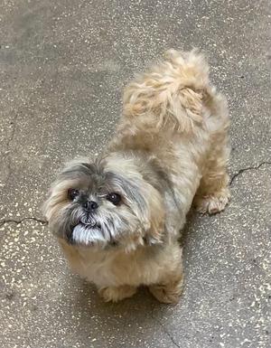 A small, fluffy dog with long fur standing on a concrete surface.
