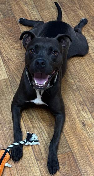 Laezel, Mixed, adult, available for adoption