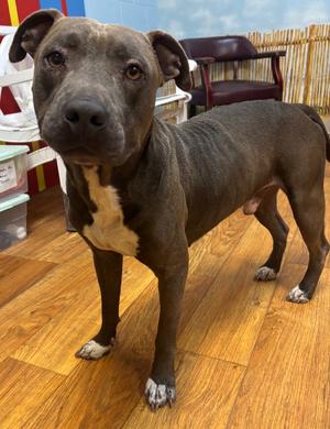 Jabarkus, Mixed, adult, available for adoption