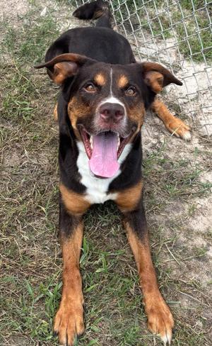 Broly, Mixed, adult, available for adoption